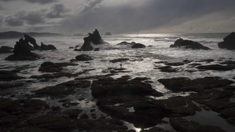 What Is The Aviator Game On Cricbet99 Site?